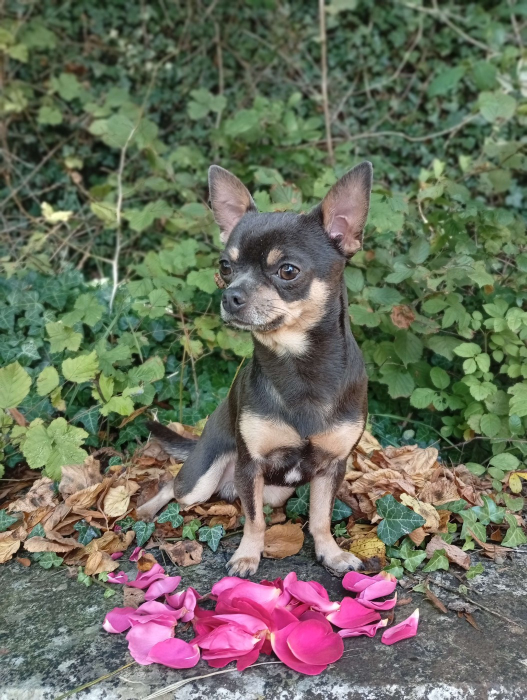 Uzumaki des hobereaux d’argogne